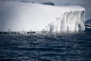 Paradise Bay, Lemaire Channel, Antarctica 647.jpg